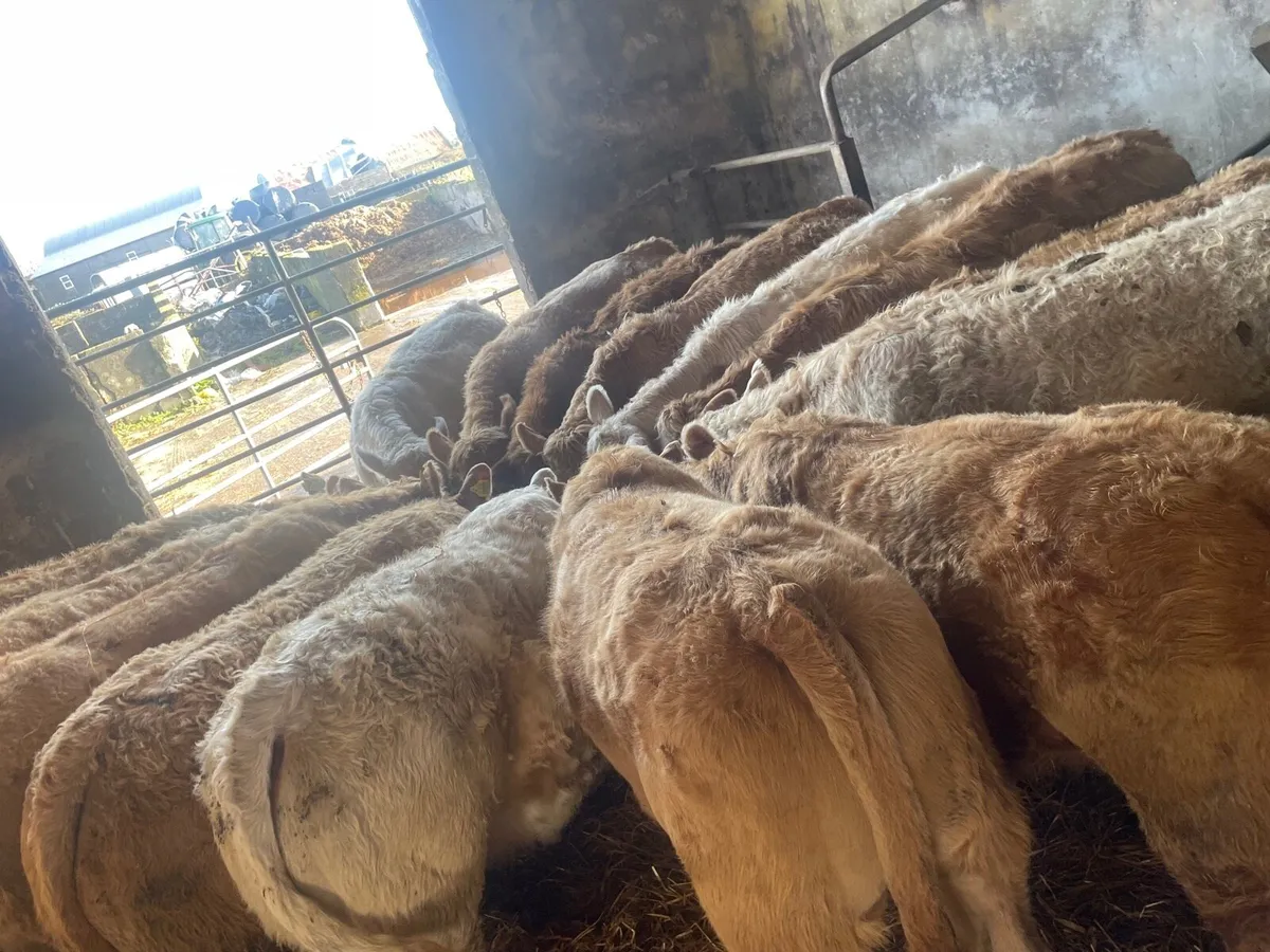 U Grade Charolais Heifer Weanlings - Image 1