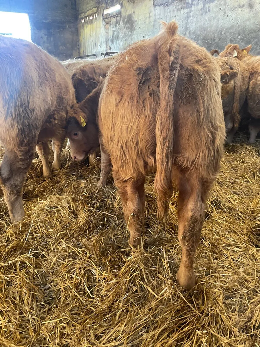 U Grade Charolais Heifer Weanlings - Image 2