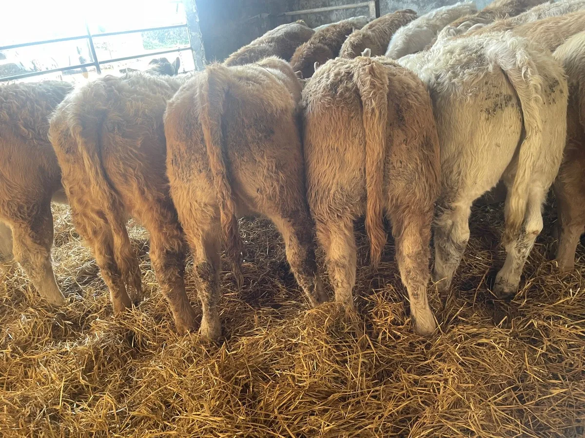 U Grade Charolais Heifer Weanlings - Image 3