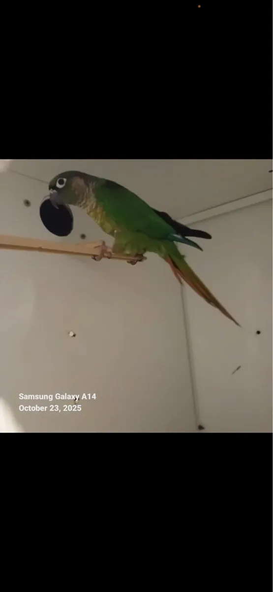 Male conure