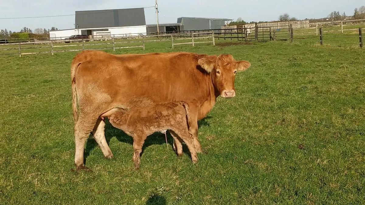 First calver - Image 1