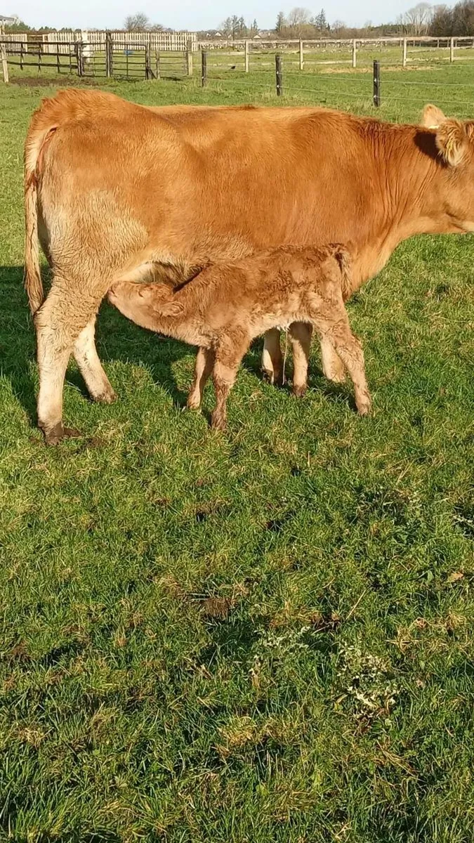 First calver - Image 2