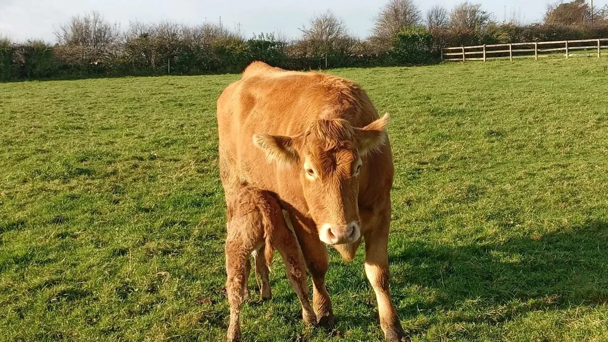 First calver - Image 3