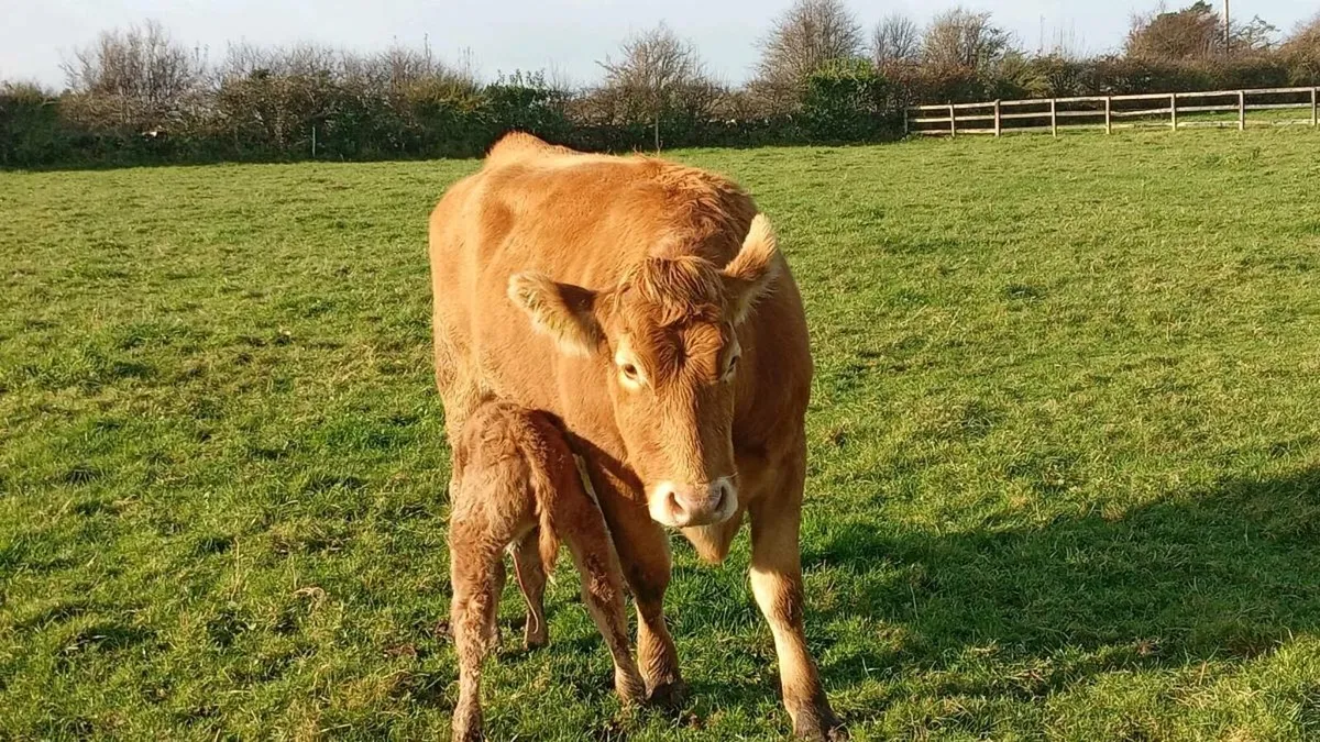 First calver - Image 4