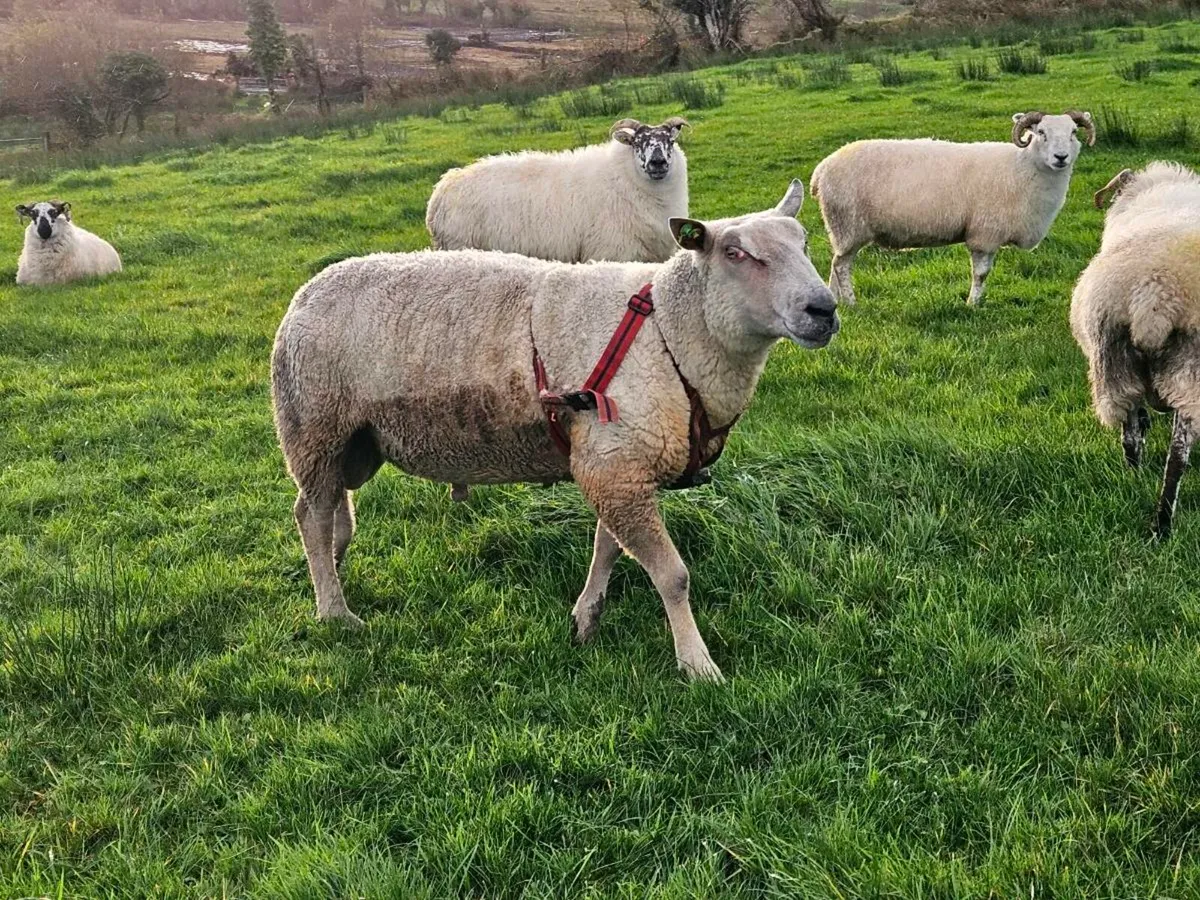 Pbr charlollais ram - Image 1