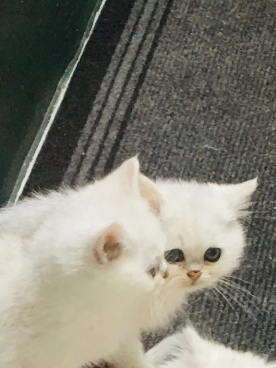 Chinchilla persian kittens last two remaining. - Image 4