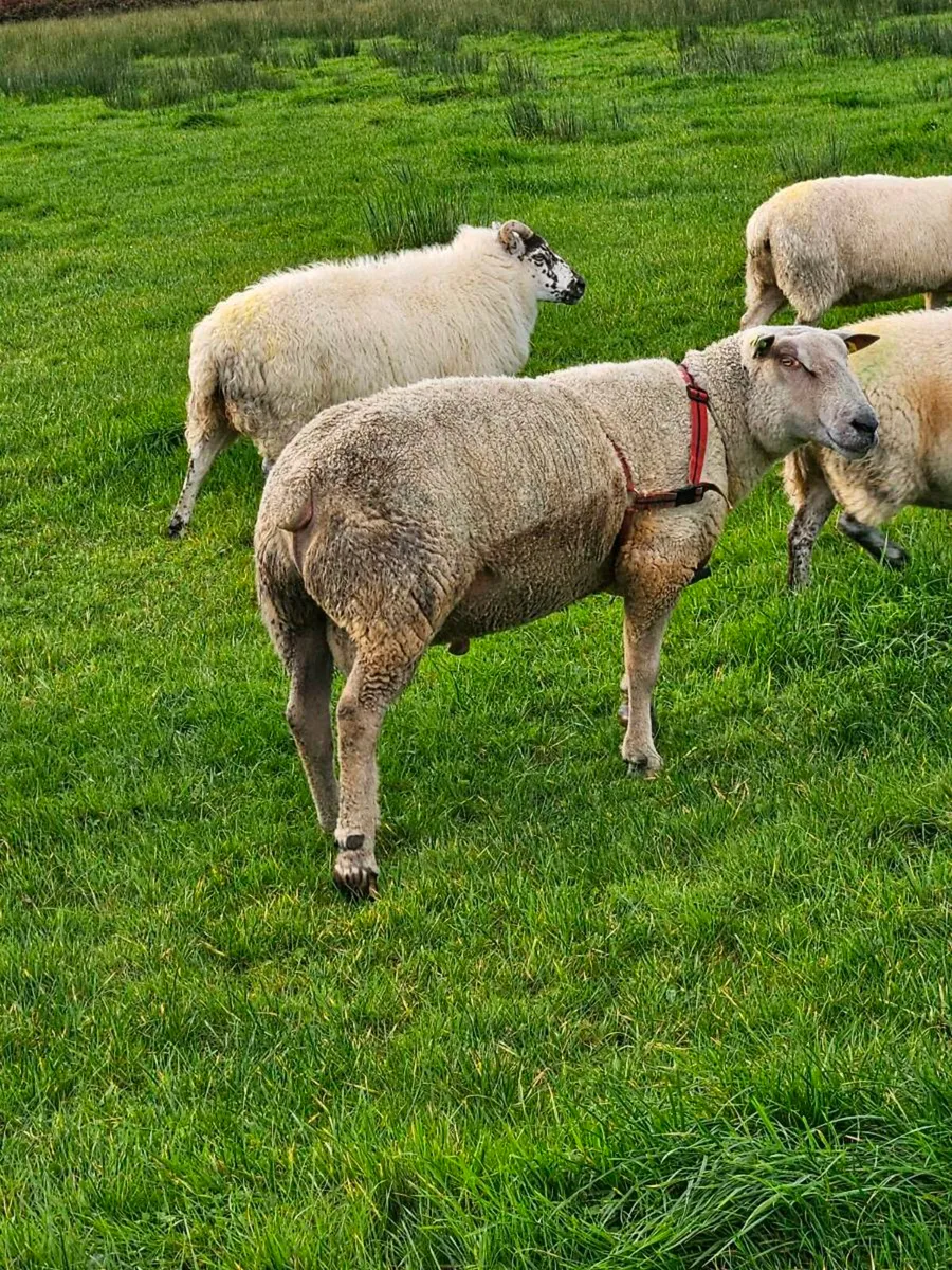 Pbr charlollais ram - Image 3