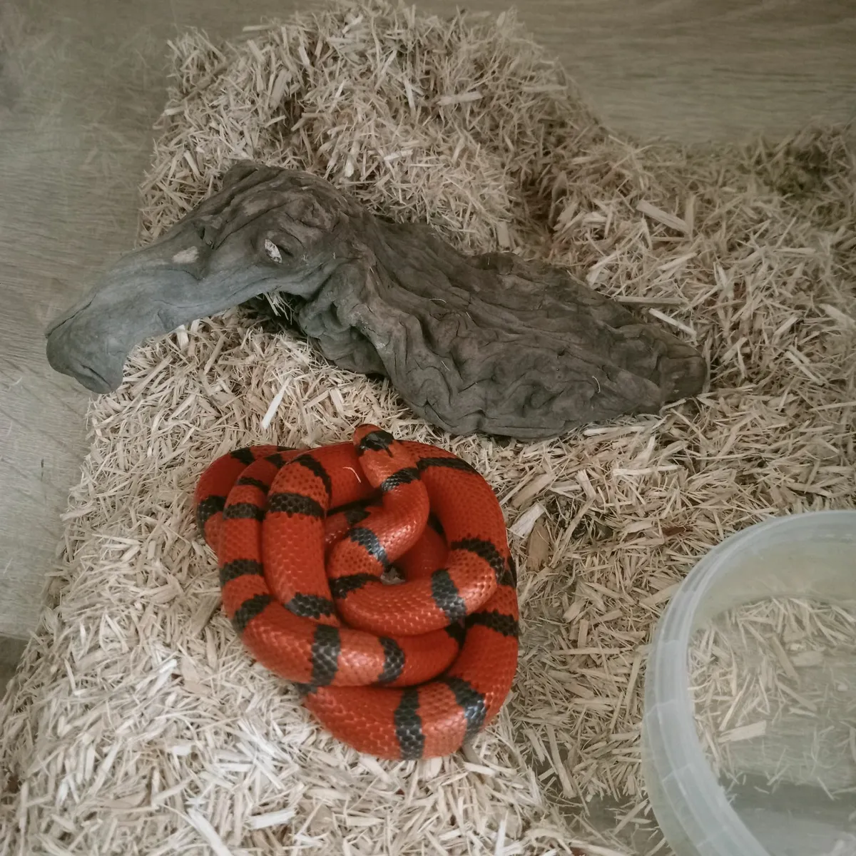 Snakes for sale with terrarium - Image 1