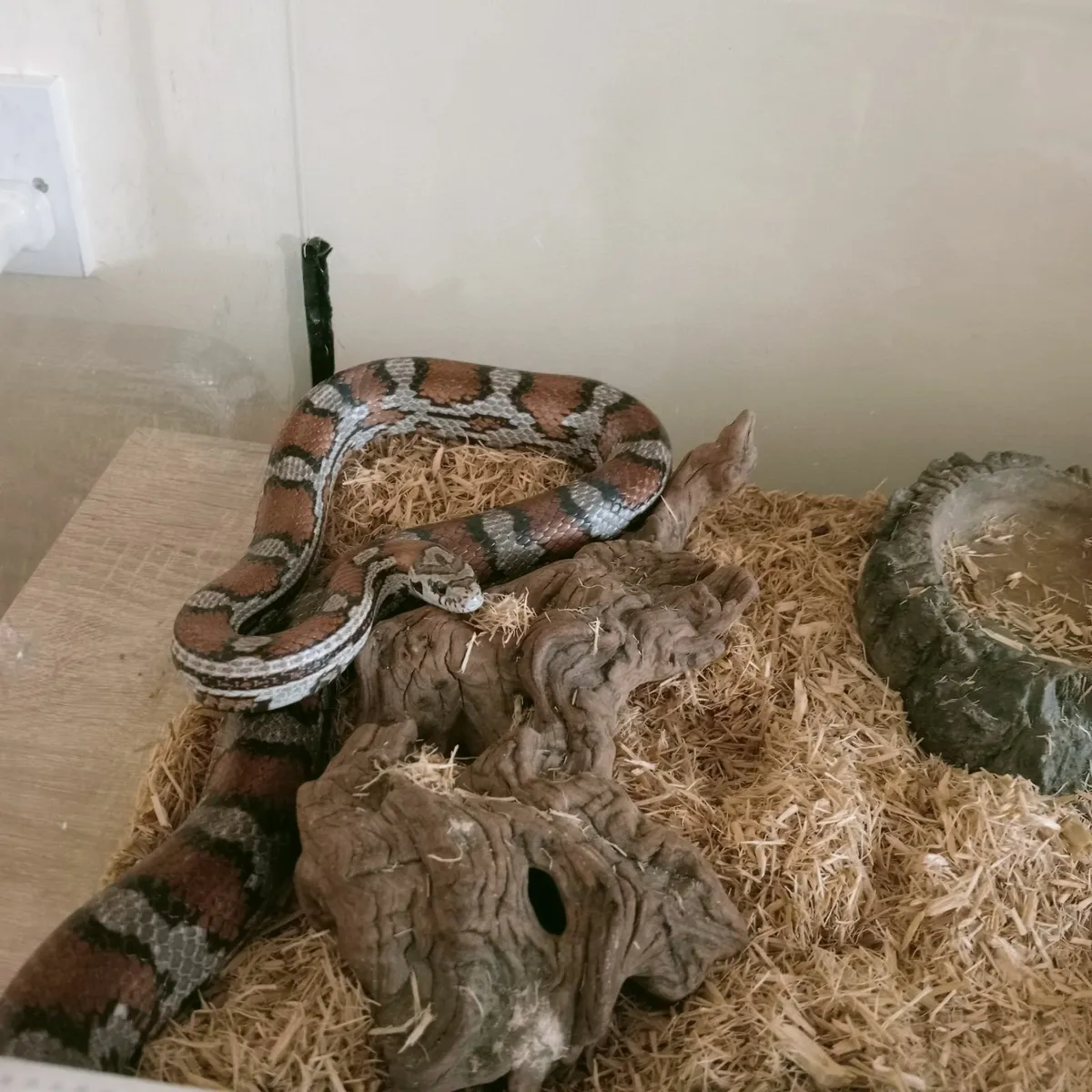 Snakes for sale with terrarium - Image 2