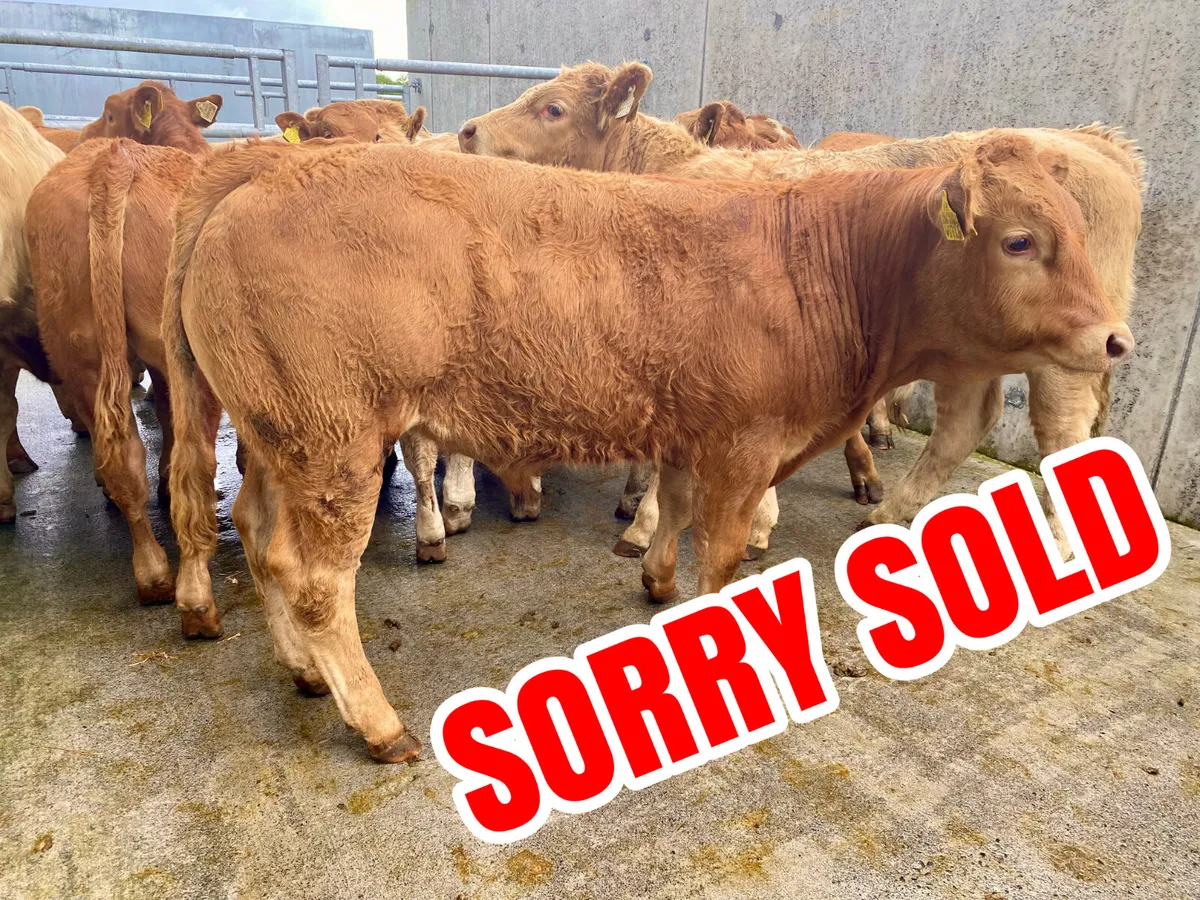 U Grading Bulls @ Leinster Livestock - Image 1