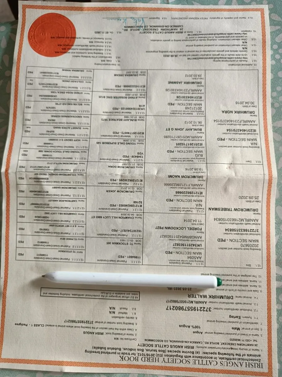 Pedigree Angus Bull - Image 4