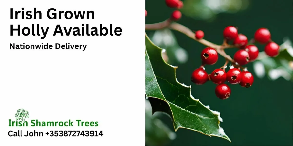 Irish Grown Holly