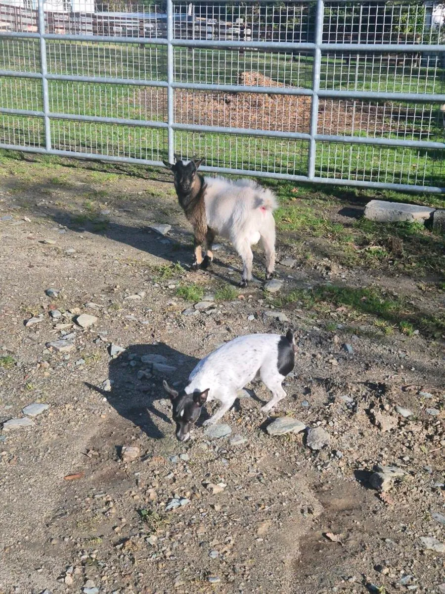 Male pygmy - Image 1