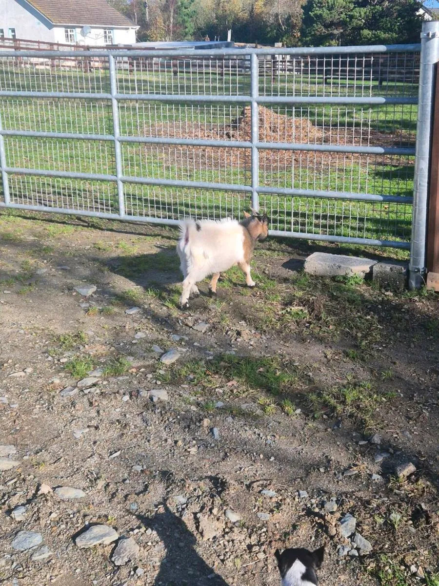 Male pygmy - Image 2