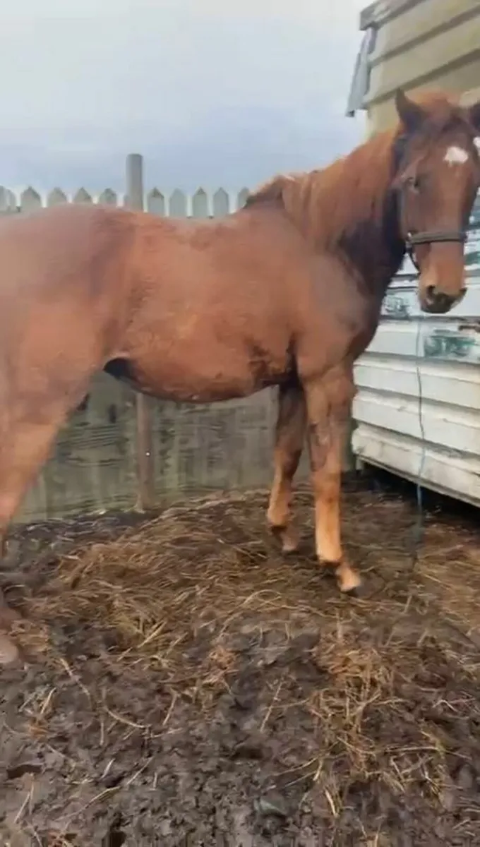 Horse for sale - Image 2