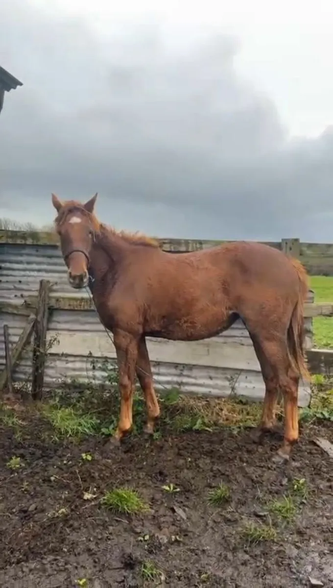 Horse for sale - Image 3