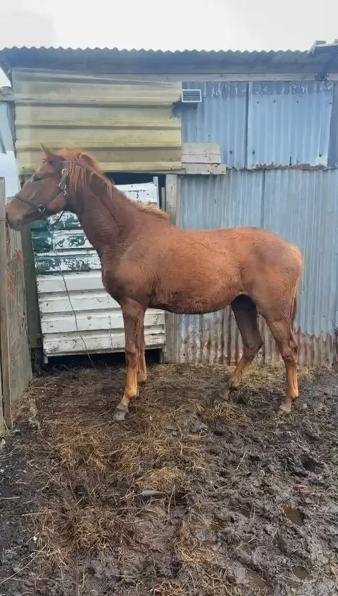 Horse for sale - Image 4