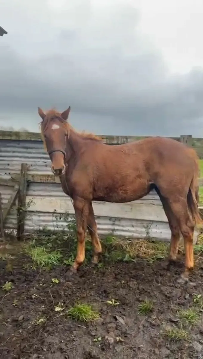 Horse for sale - Image 1