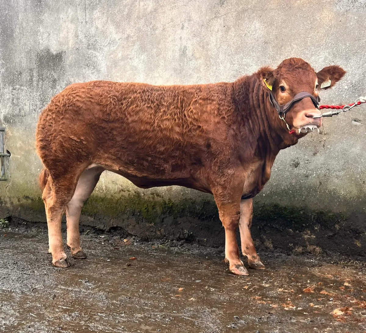 🔥Clare limousin club Annual Heifer Sale🔥 - Image 2