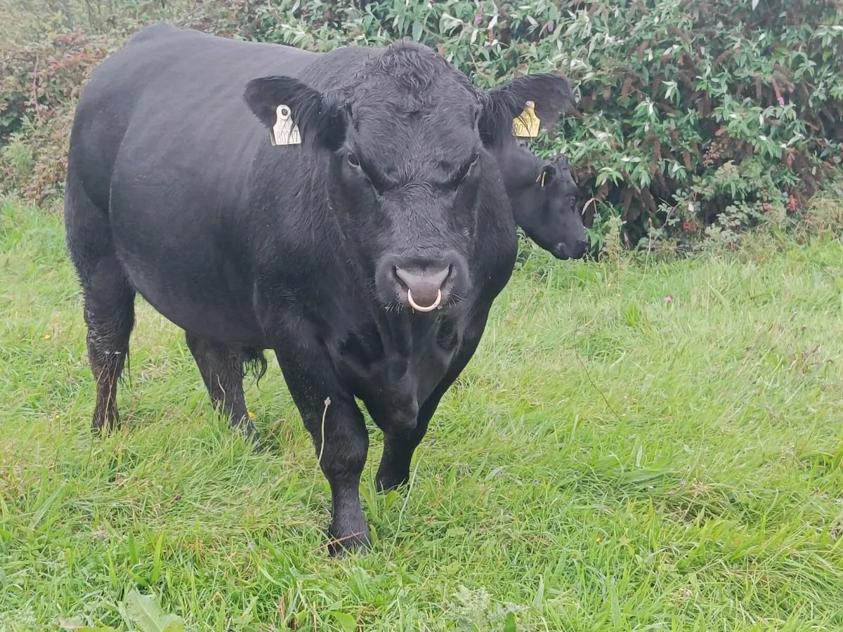 Pedigree Angus Bull - Image 1