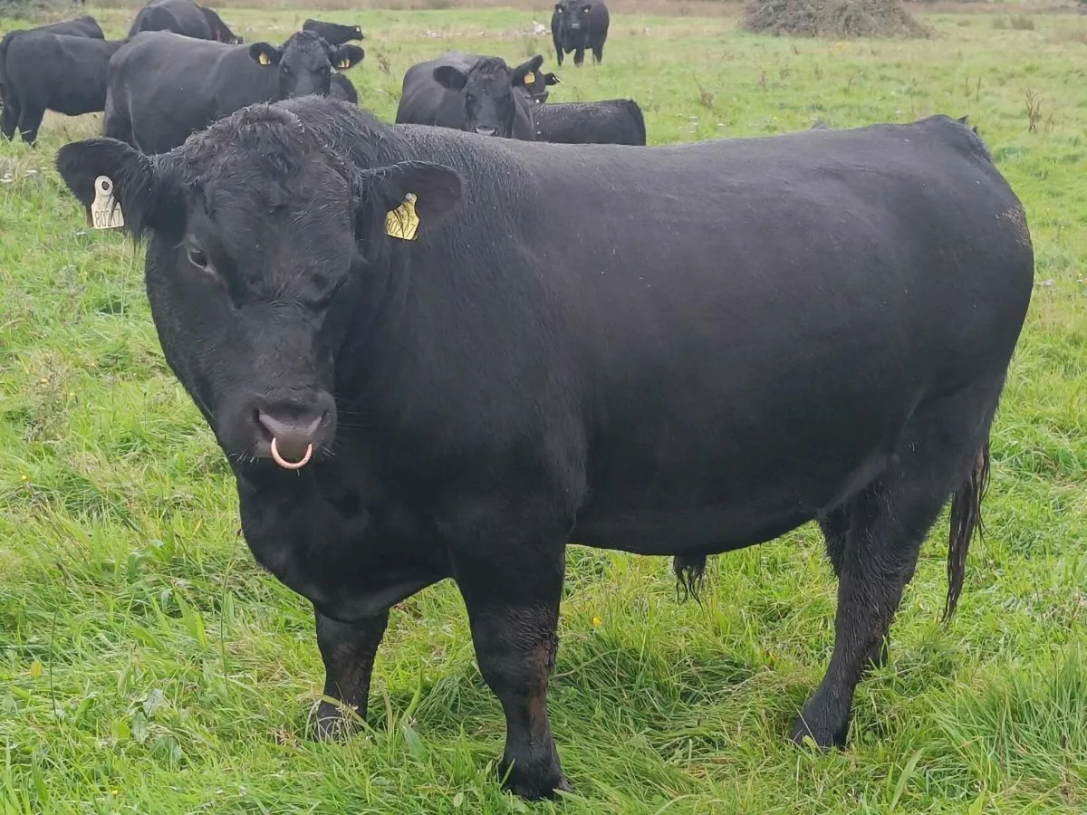 Pedigree Angus Bull - Image 2