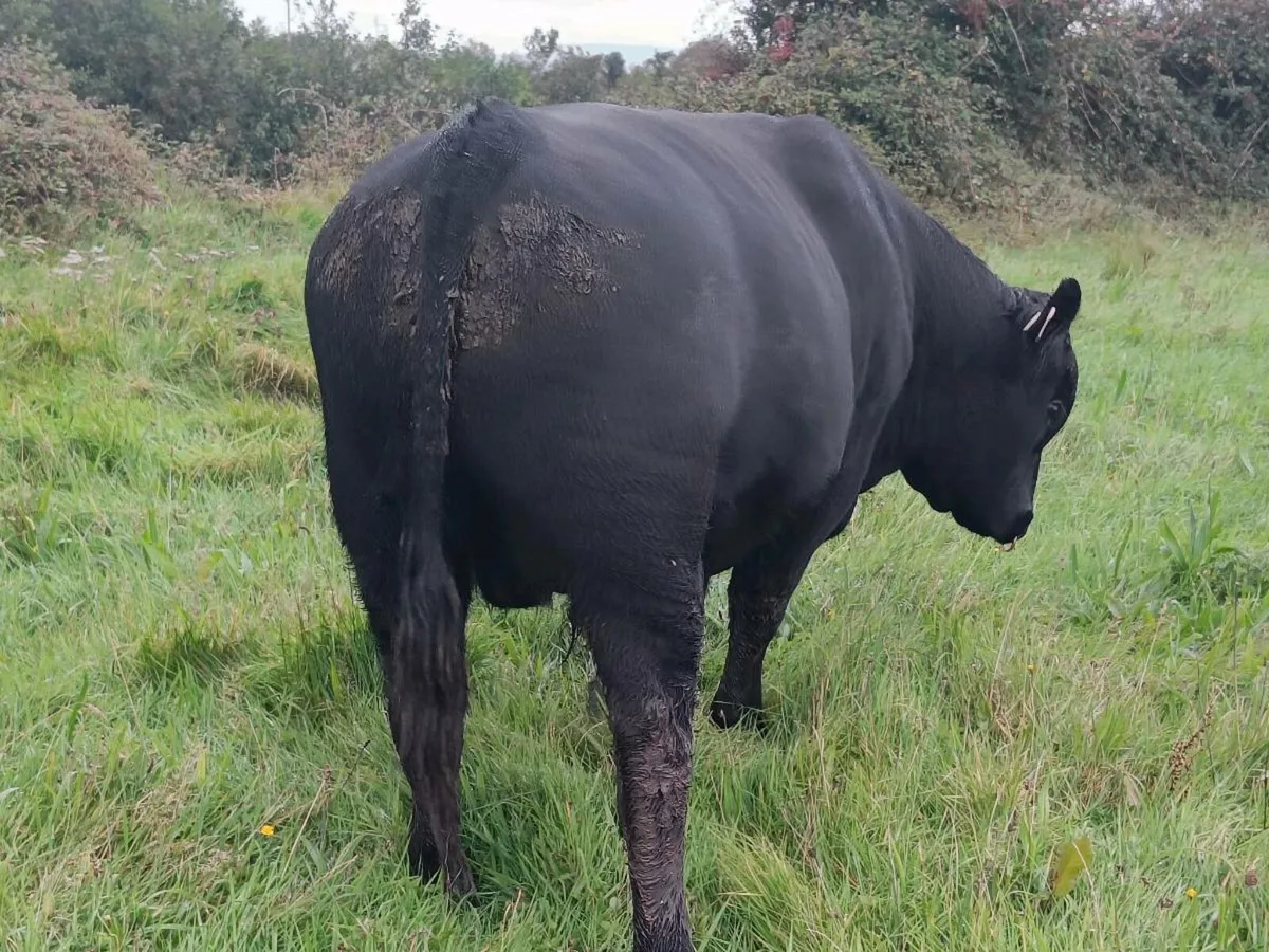 Pedigree Angus Bull - Image 3