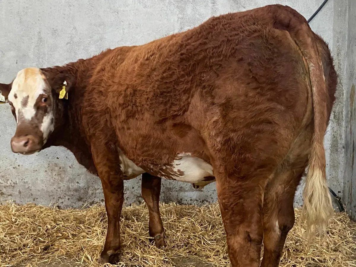 Super Roan Springing Heifer - Image 3