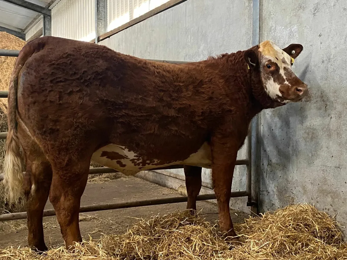 Super Roan Springing Heifer - Image 1