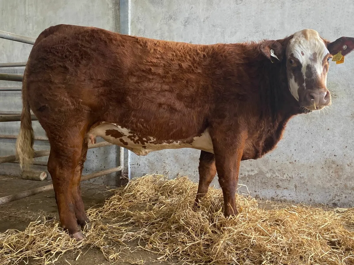Super Roan Springing Heifer - Image 2