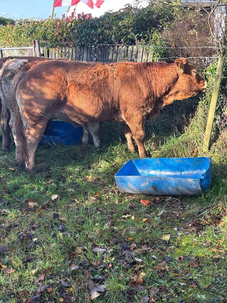 Limousin PB heifers - Image 1
