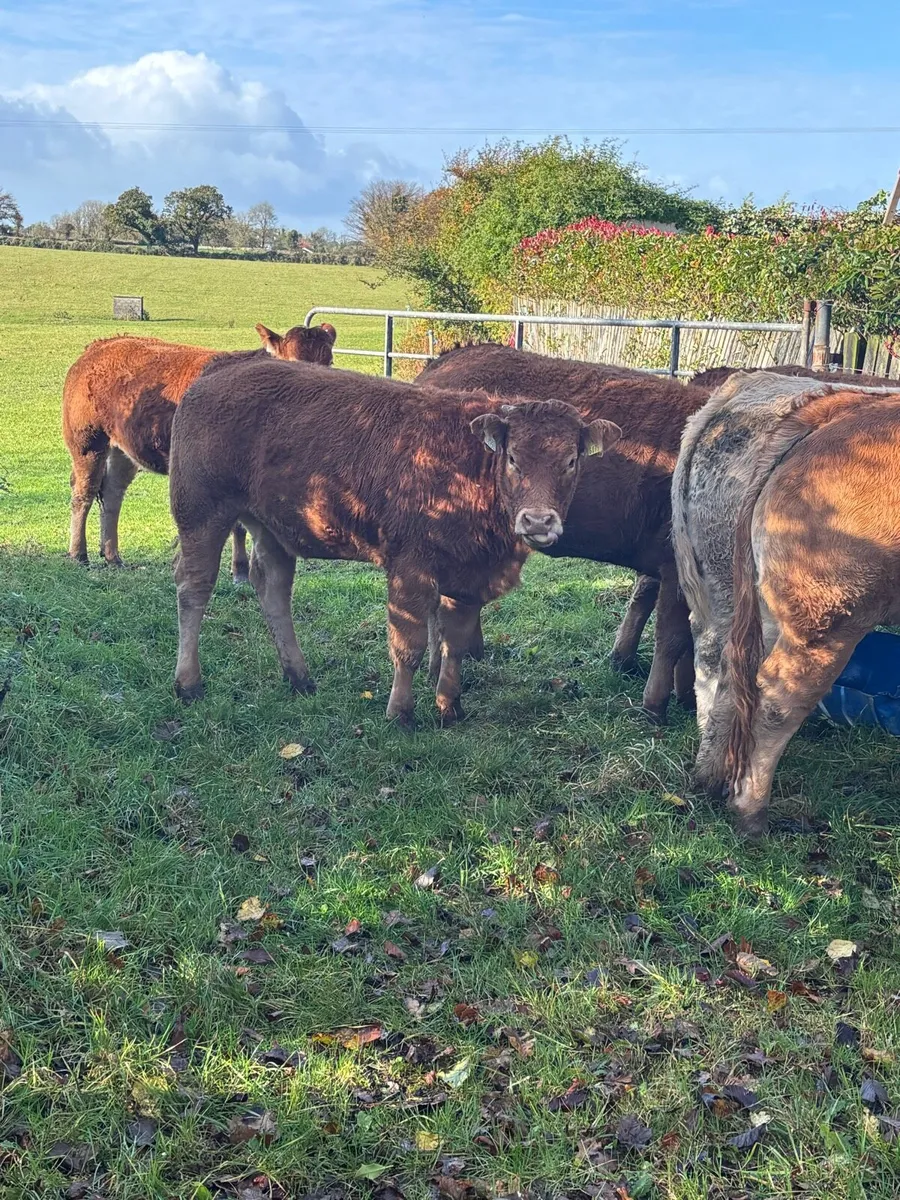 Limousin PB heifers - Image 2