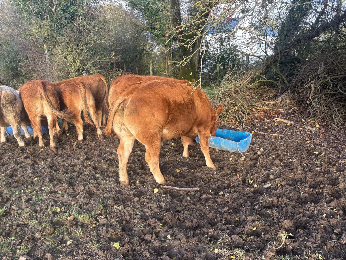 Limousin PB heifers - Image 3