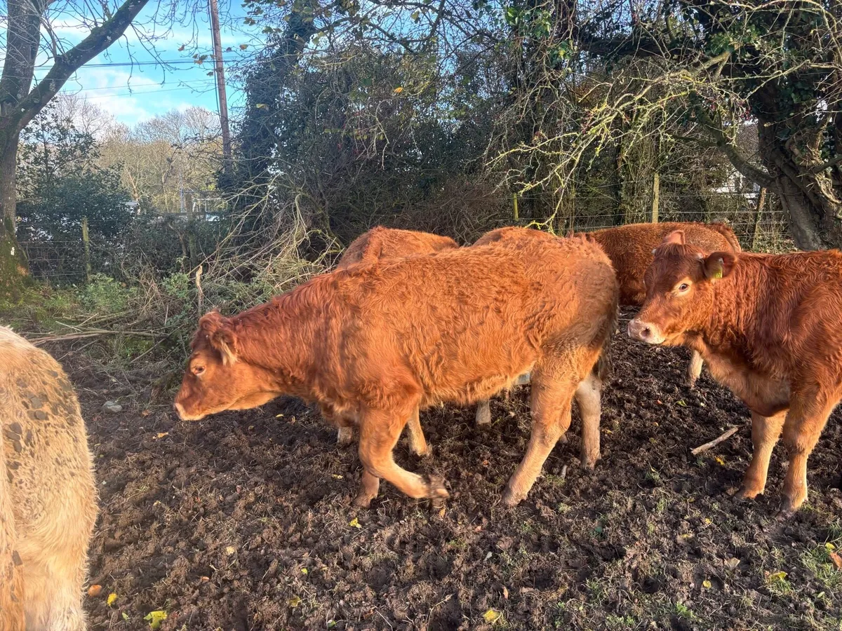 Limousin PB heifers - Image 4