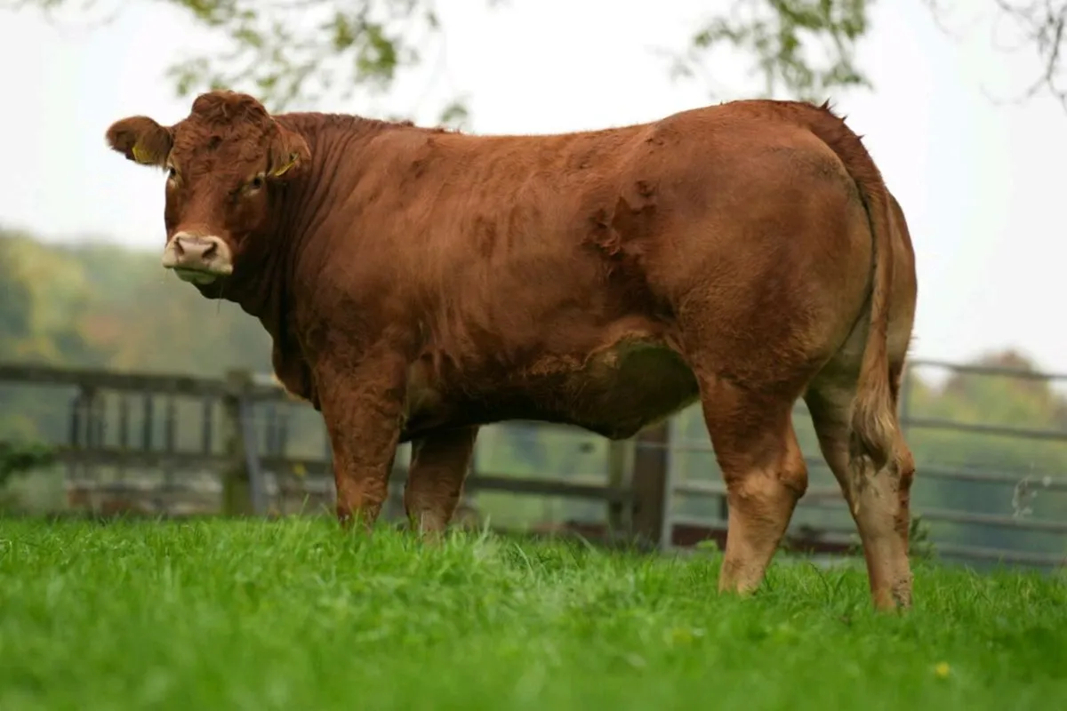 Pedigree reg limousine heifer