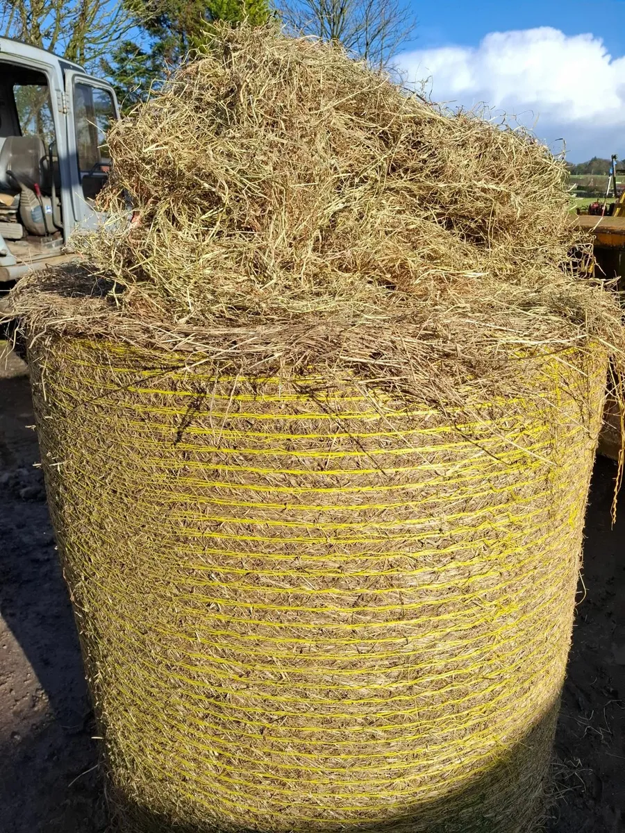 June 2025 cattle and sheep hay good quality - Image 2