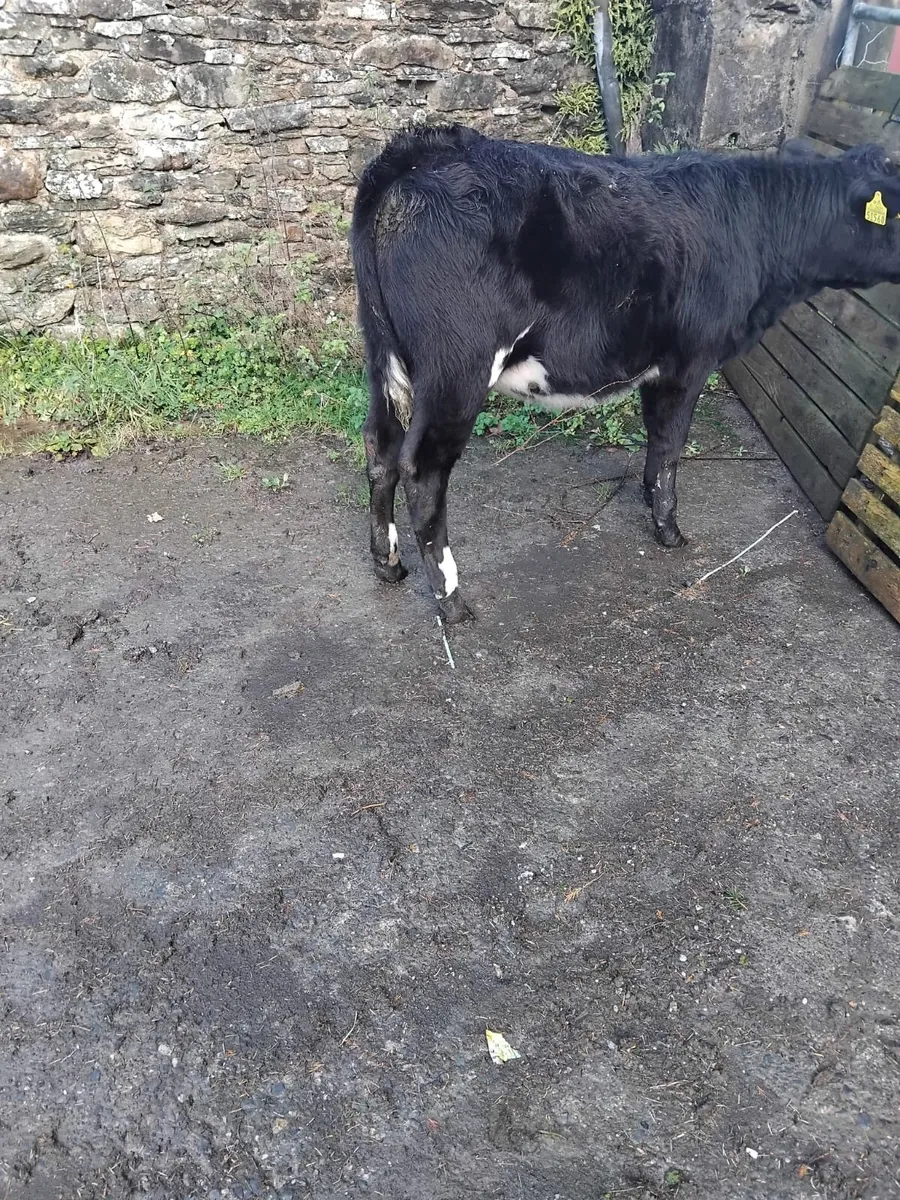 7 heifers for sale - Image 1