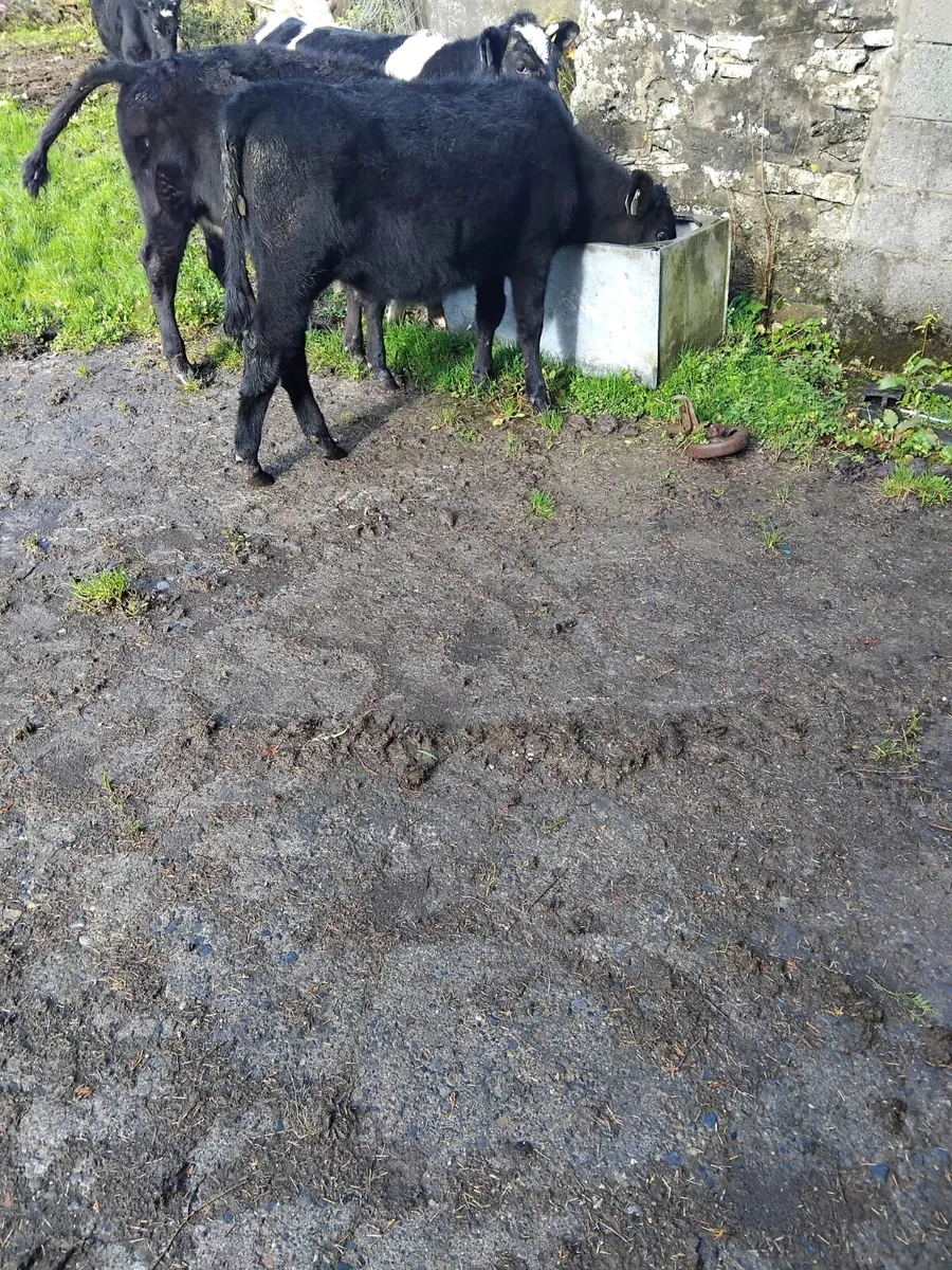 7 heifers for sale - Image 2