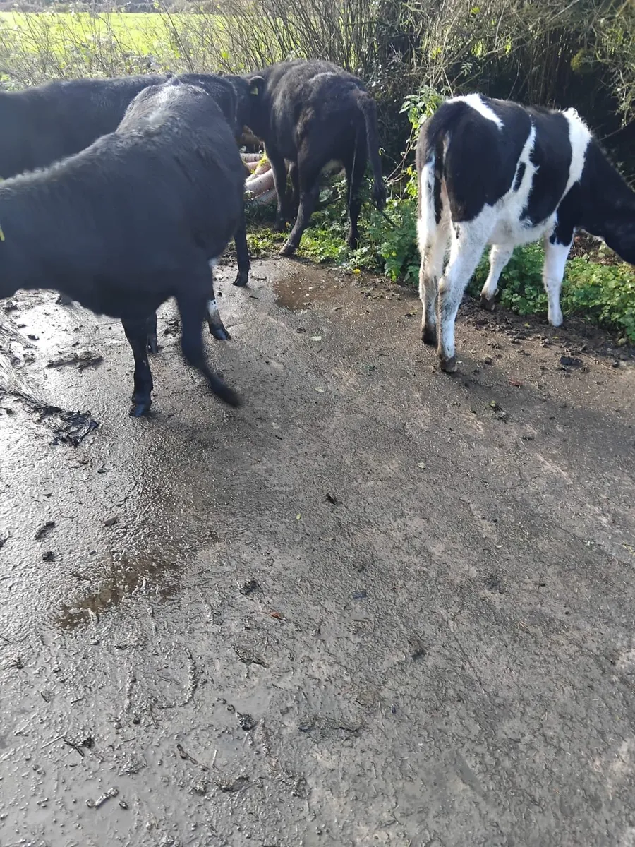 7 heifers for sale - Image 3