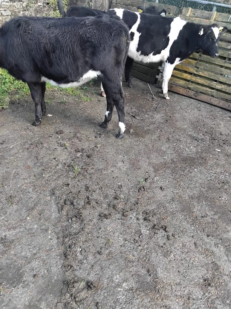 7 heifers for sale - Image 4