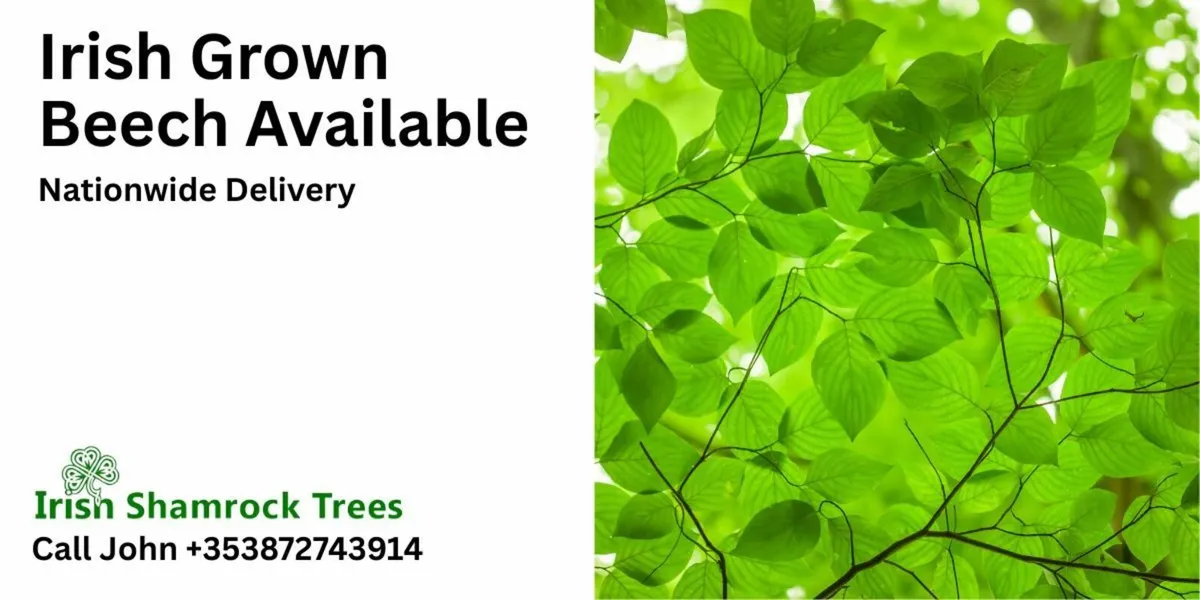 Irish Grown Beech