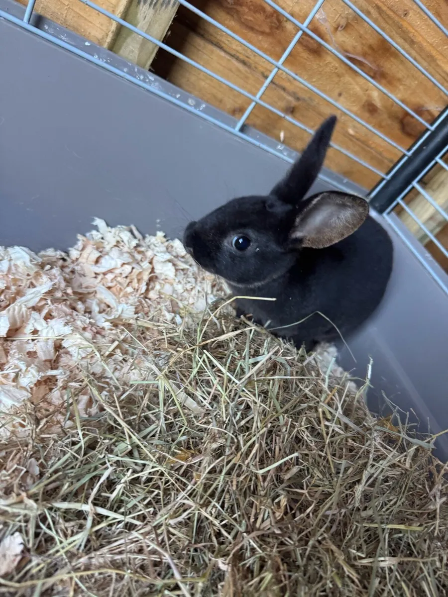 Mini Rex baby rabbits - Image 2