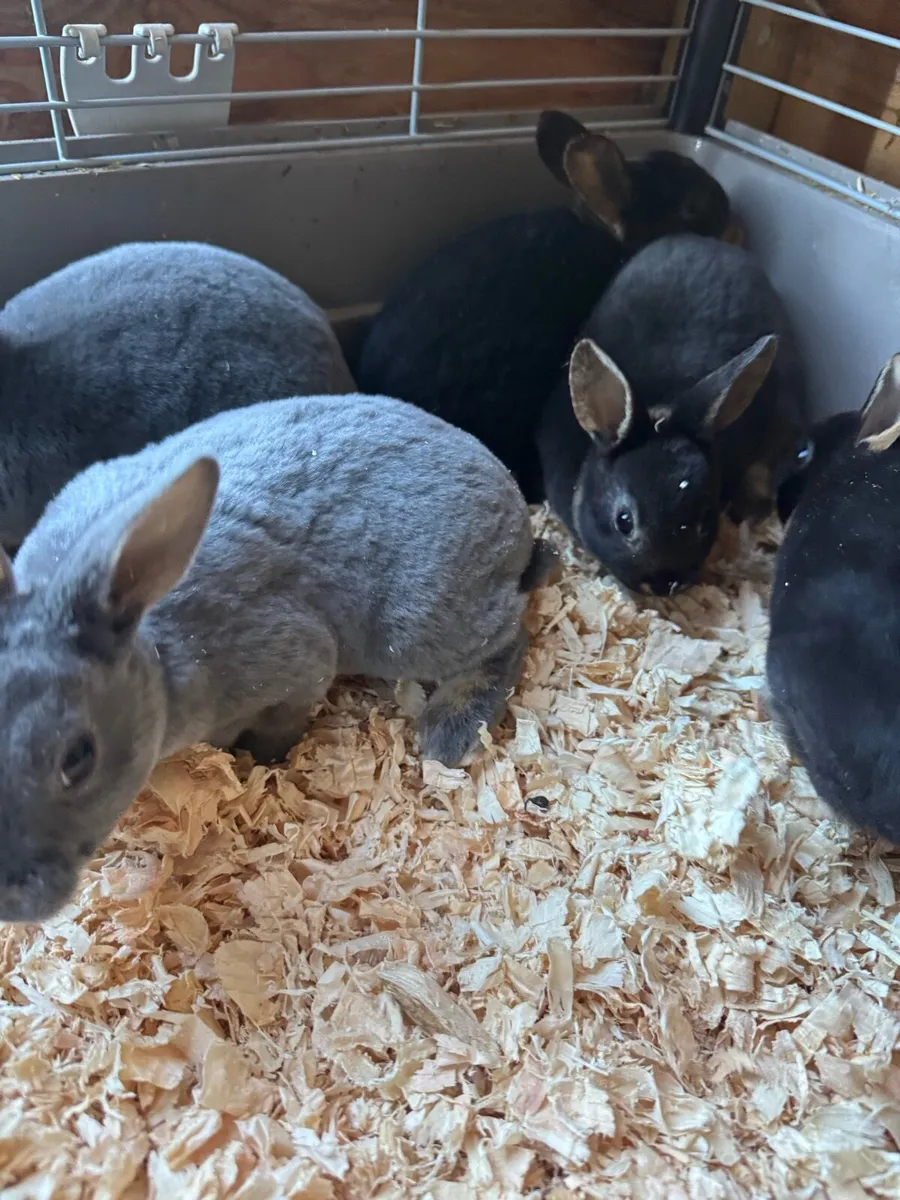 Mini Rex baby rabbits - Image 3