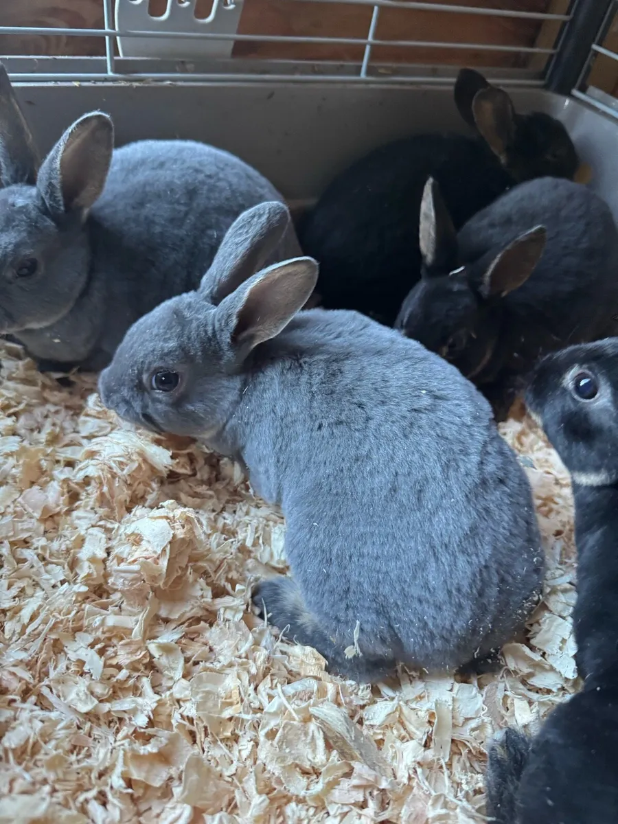 Mini Rex baby rabbits - Image 4
