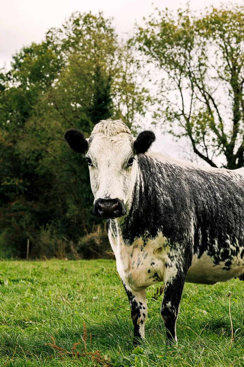 Droimeann Cattle Society beef launch - Image 2