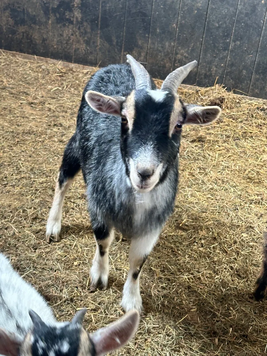 Mother and daughter - Image 1
