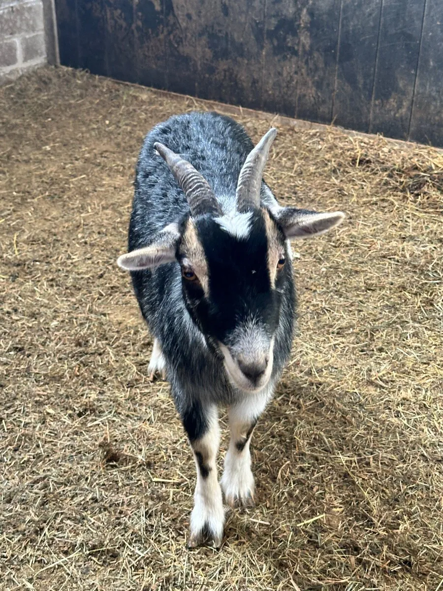 Mother and daughter - Image 2