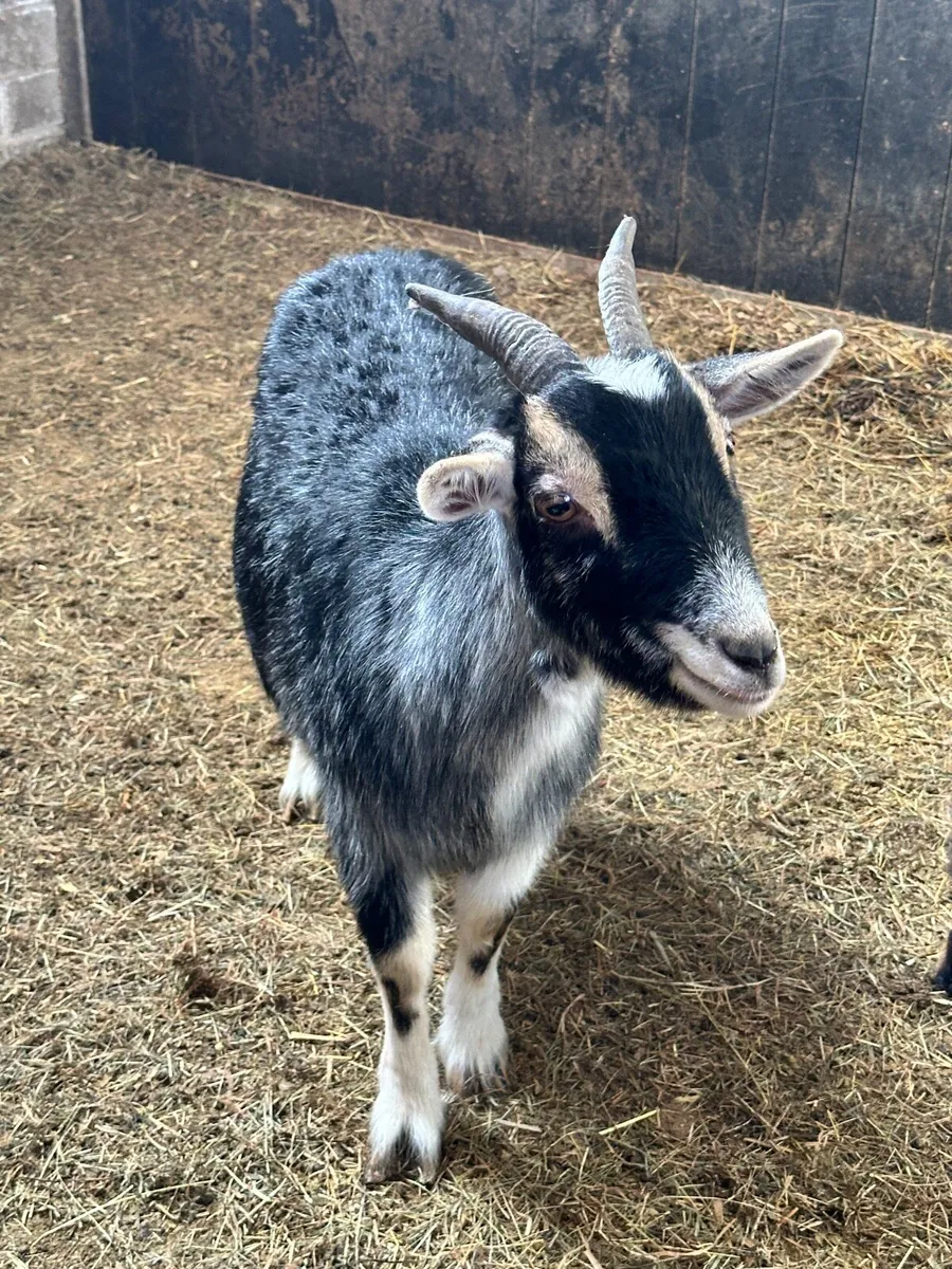 Mother and daughter - Image 3