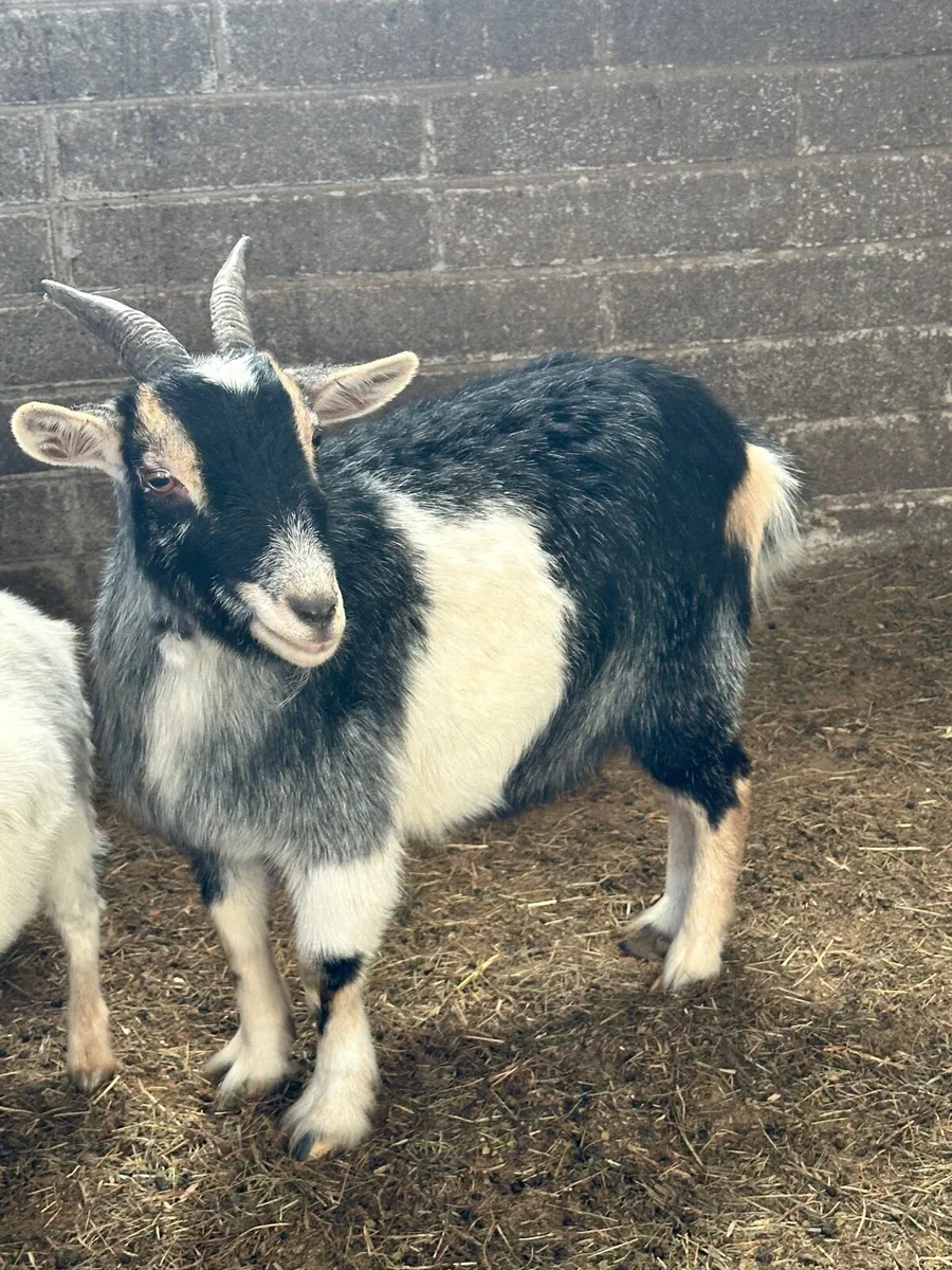 Mother and daughter - Image 4