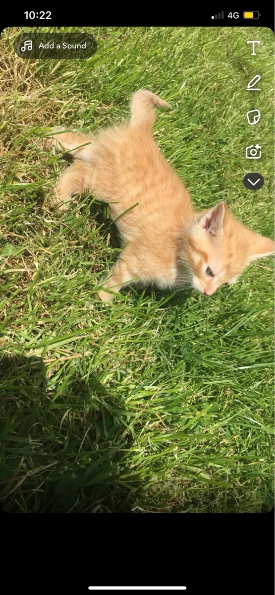 Kittens - Image 2