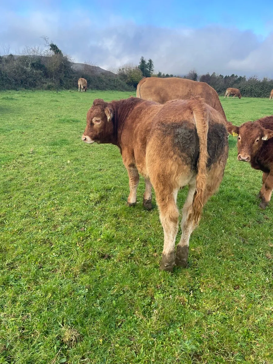 PBR Limousin bulls Gort mart - Image 1